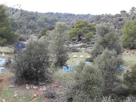 Απο παραγωγο πωλειται μελι του δασους